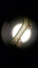 Marchantia polymorpha ruderalis