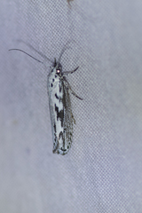 Ethmia semitenebrella