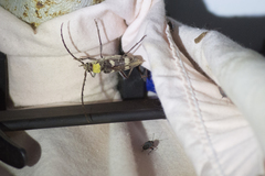 Megacyllene antennata