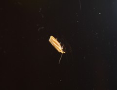 Sparganothis tristriata