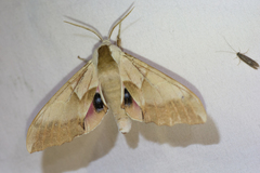 Smerinthus saliceti