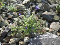 Scutellaria strigillosa