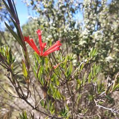 Bouvardia tenuifolia