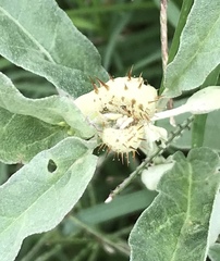 Ditylenchus phyllobius