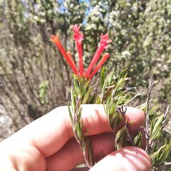 Bouvardia tenuifolia