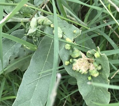 Ditylenchus phyllobius