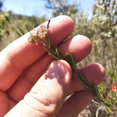 Bouvardia tenuifolia