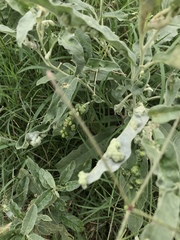 Ditylenchus phyllobius