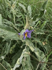 Ditylenchus phyllobius