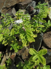 Scutellaria strigillosa