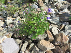 Scutellaria strigillosa