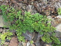 Scutellaria strigillosa