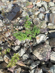 Scutellaria strigillosa