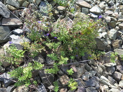 Scutellaria strigillosa