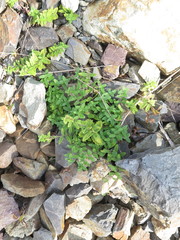 Scutellaria strigillosa