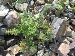 Scutellaria strigillosa