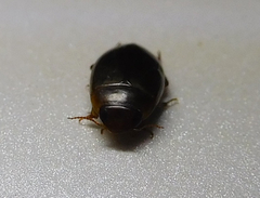 Tropisternus lateralis