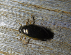 Tropisternus lateralis