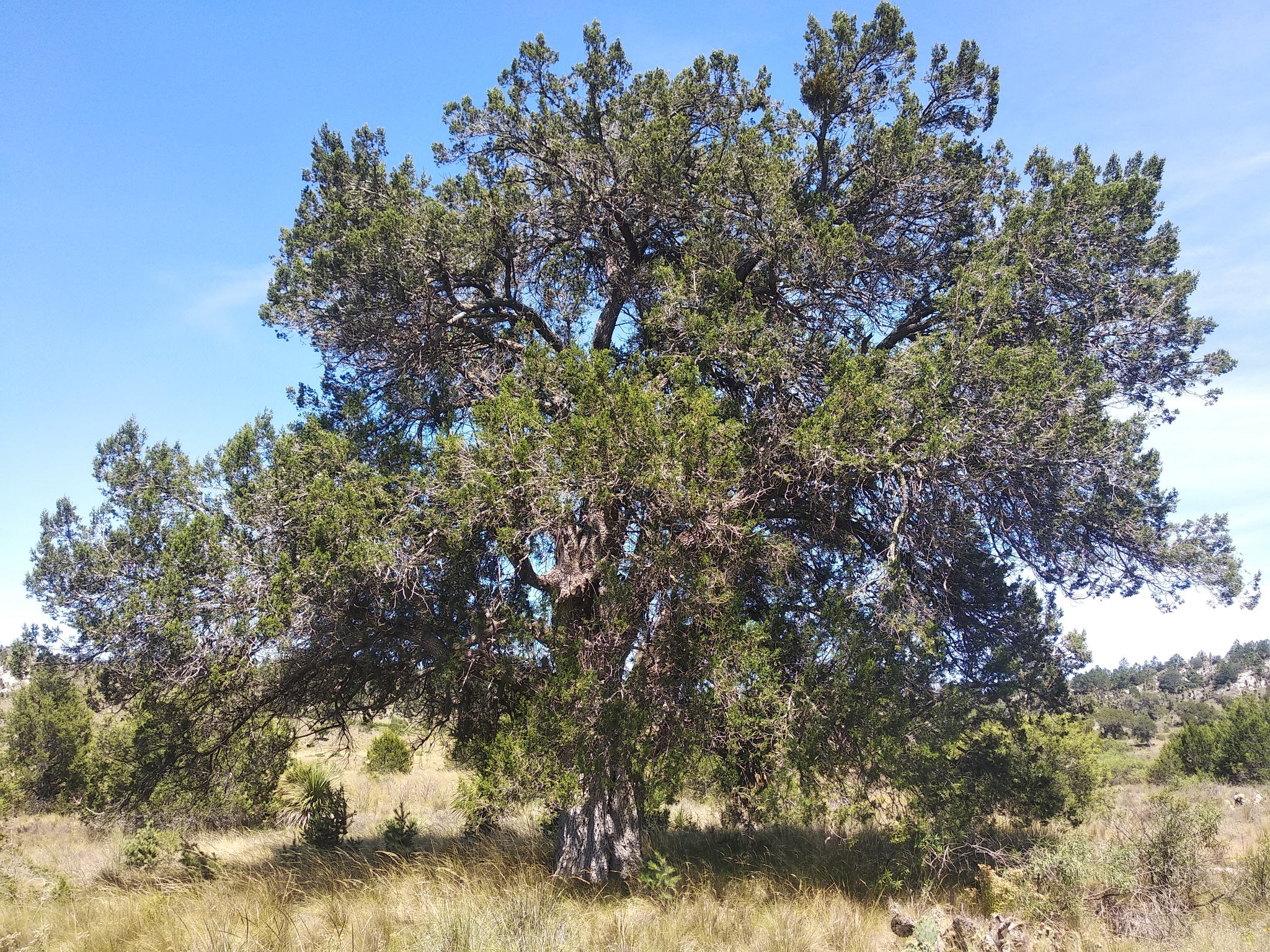Juniperus deppeana