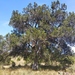 Juniperus deppeana - Photo (c) Bodo Nuñez Oberg, μερικά δικαιώματα διατηρούνται (CC BY-NC), uploaded by Bodo Nuñez Oberg
