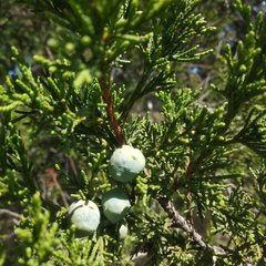 Juniperus deppeana deppeana