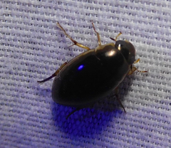 Tropisternus lateralis