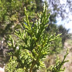 Juniperus deppeana deppeana