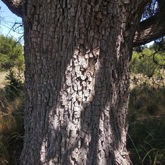 Juniperus deppeana deppeana