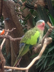 Polytelis alexandrae