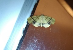 Plagodis phlogosaria