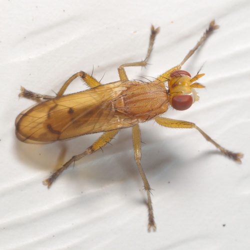 Sciomyzidae