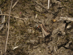 Eriopis punicola