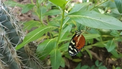 Mechanitis polymnia isthmia