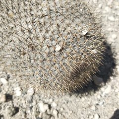 Mammillaria haageana haageana