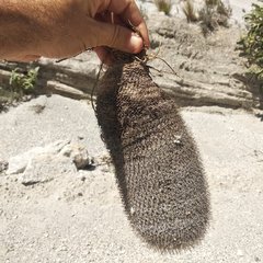Mammillaria haageana haageana