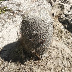 Mammillaria haageana haageana