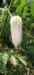 Zapoteca portoricensis
