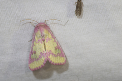 Psectrotarsia suavis