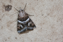 Drasteria howlandii