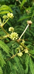 Zapoteca portoricensis