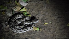 Bothrops diporus