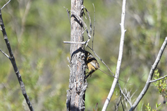 Stipiturus malachurus