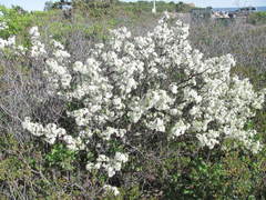 Prunus maritima
