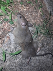 Rattus hoffmanni
