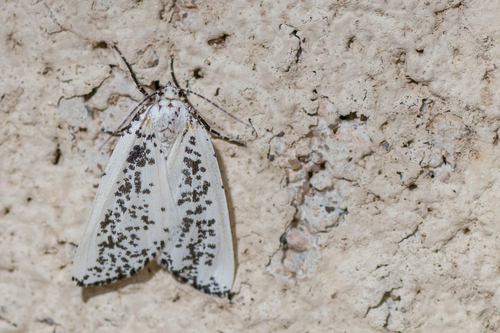 Eucaterva variaria photo 2