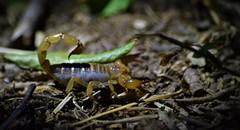 Timogenes dorbignyi