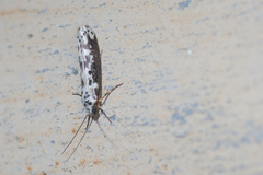 Ethmia semitenebrella