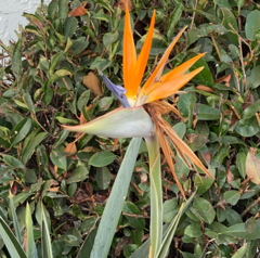 Strelitzia