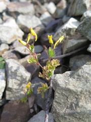 Corydalis ochotensis