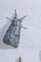 Pseudopanthea palata